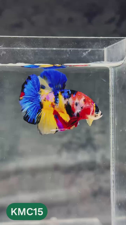 Multicolor Yellow Base Plakat Male Betta Fish | Order Directly From Farm |  You Pick Fish