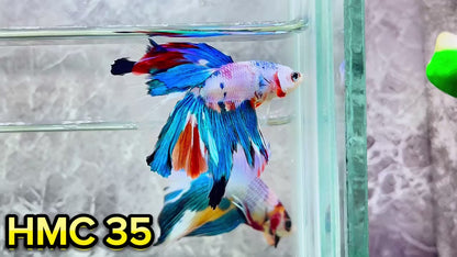 Multicolor Halfmoon Male Betta Fish | High Grade | Order Directly From Farm|  You Pick Fish |