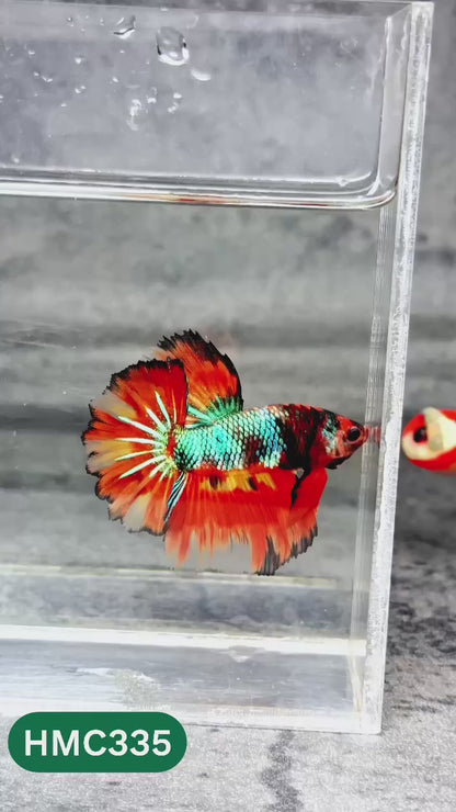 Multicolor Halfmoon Male Betta Fish | High Grade | Order Directly From Farm |  You Pick Fish |