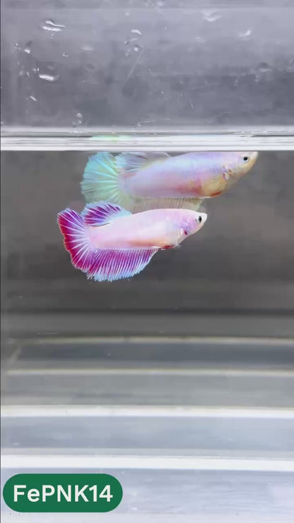 Pink Halfmoon Female Betta Fish | You Pick Fish | Rare Color