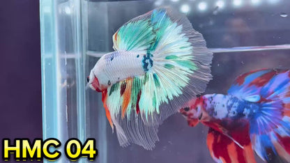 Multicolor Halfmoon Male Betta Fish | High Grade | Order Directly From Farm|  You Pick Fish |