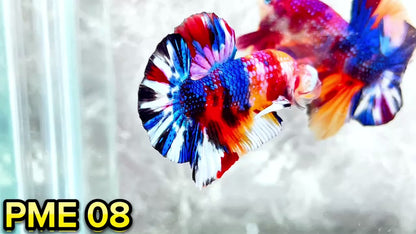 Metallic Plakat Betta Fish | You Pick Betta | Show Grade