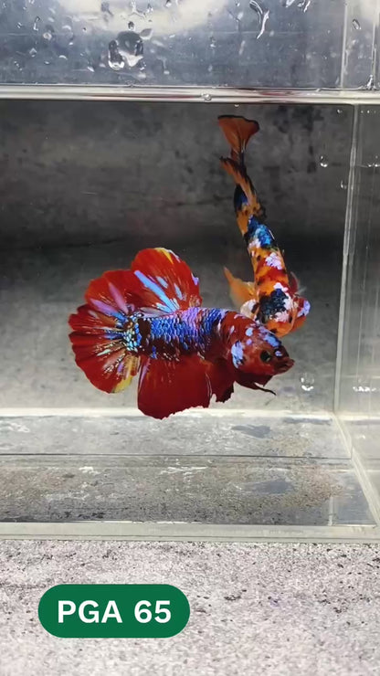 King Giant Plakat Male Betta Fish | You Pick Fish | High Grade