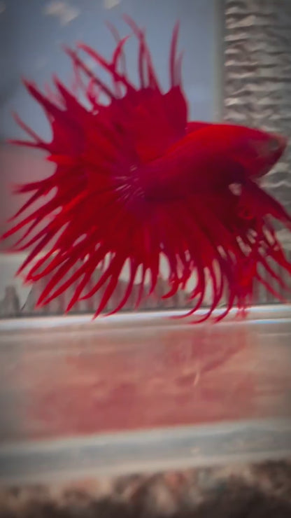 Crowntail Super Red Male Betta Fish