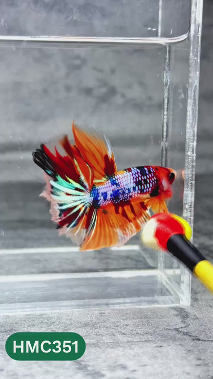 Multicolor Halfmoon Male Betta Fish | High Grade | Order Directly From Farm |  You Pick Fish |
