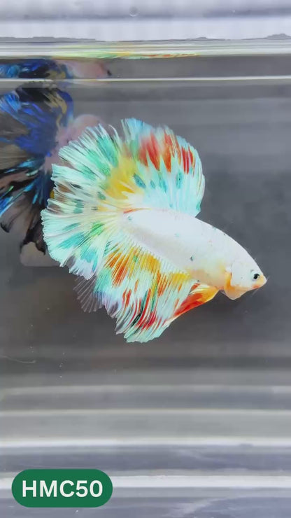 Multicolor Halfmoon Male Betta Fish | Order Directly From Farm | You Pick Fish