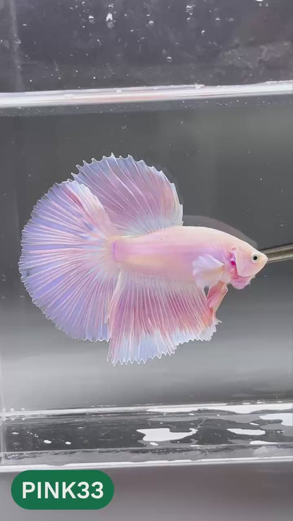 Pink Halfmoon Male Betta Fish | You Pick Fish | Order Directly From Farm
