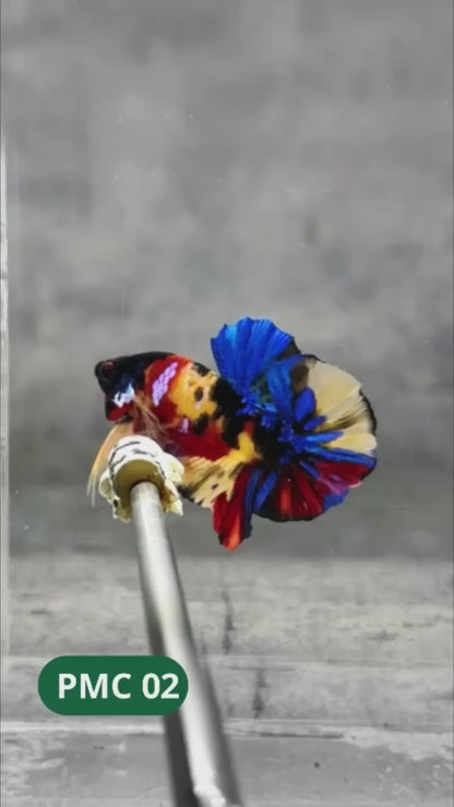 Multicolor Plakat Male Betta Fish |Show Grade|  You Pick Fish