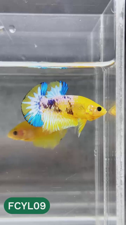 Yellow Fancy Male Betta Fish | Order Directly From Farm | You Pick Fish