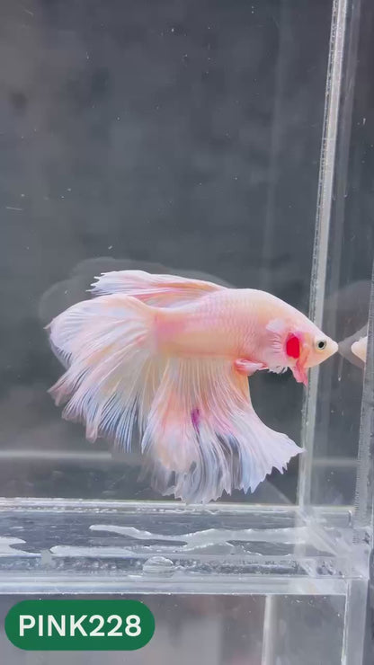 Pink Halfmoon Male Betta Fish | You Pick Fish | Order Directly From Farm