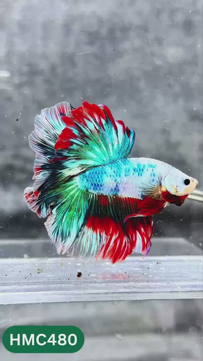 Multicolor Halfmoon Male Betta Fish | High Grade | Order Directly From Farm |  You Pick Fish |