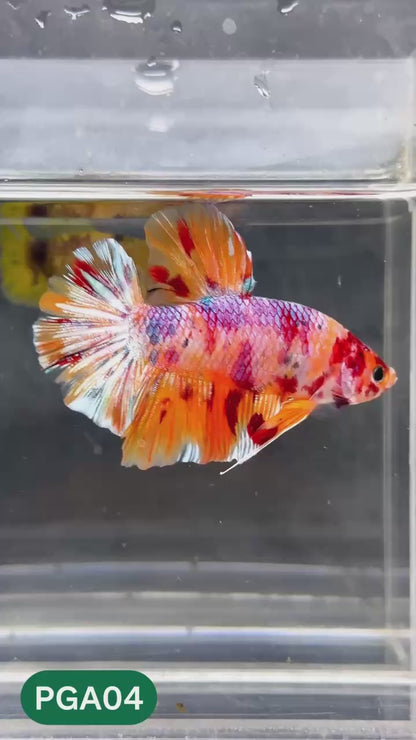 King Giant Plakat Male Betta Fish | You Pick Fish | High Grade
