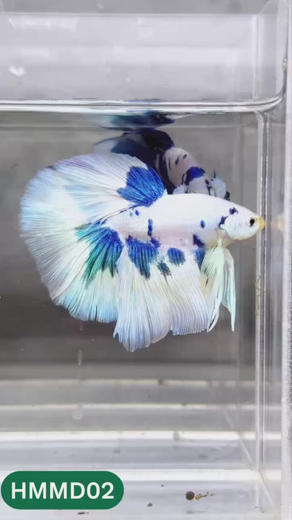 Blue Marble Dot Halfmoon Male Betta Fish | Order Directly From Farm | You Pick Fish