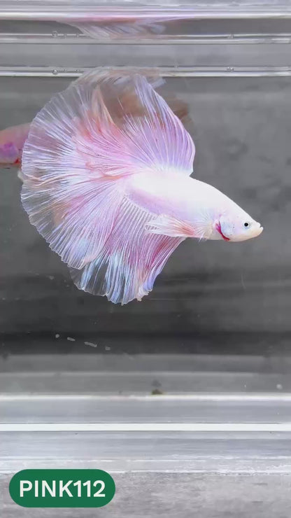 Pink Halfmoon Male Betta Fish | You Pick Fish | Order Directly From Farm