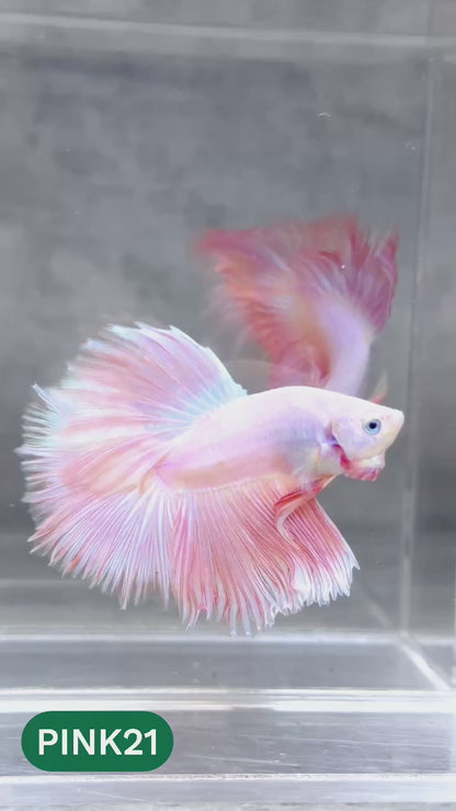Pink Halfmoon Male Betta Fish | You Pick Fish | Order Directly From Farm