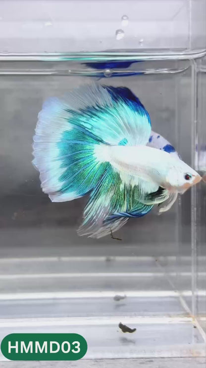 Blue Marble Dot Halfmoon Male Betta Fish | Order Directly From Farm | You Pick Fish