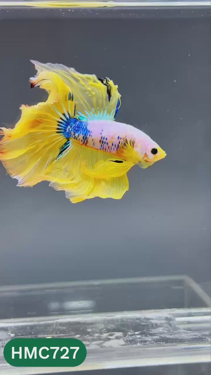 Multicolor Halfmoon Male Betta Fish | High Grade | Order Directly From Farm |  You Pick Fish |