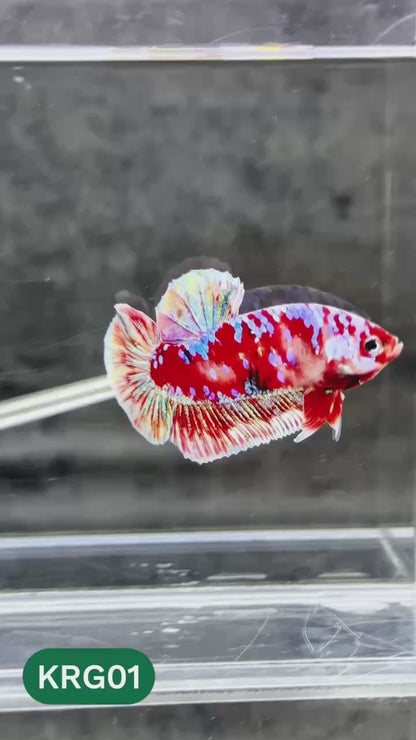 Koi Red Gold Galaxy Plakat Male Betta Fish | You Pick Fish
