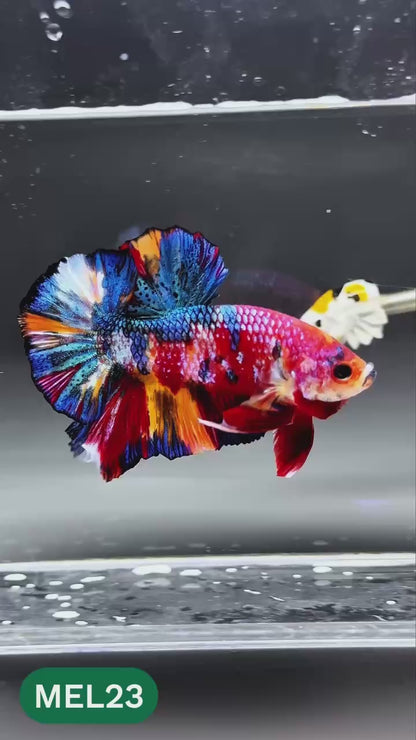 Multicolor Metallic Plakat Male Betta Fish | You Pick Fish | Exclusive Grade