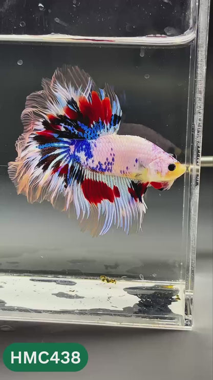 Nemo Halfmoon Male Betta Fish | Order Directly From Farm | You Pick Fish