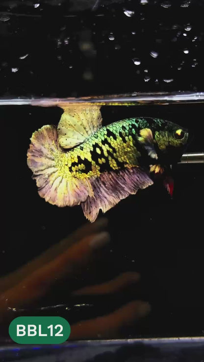 Black Panther Plakat Male Betta Fish | You Pick Fish | Rare Betta