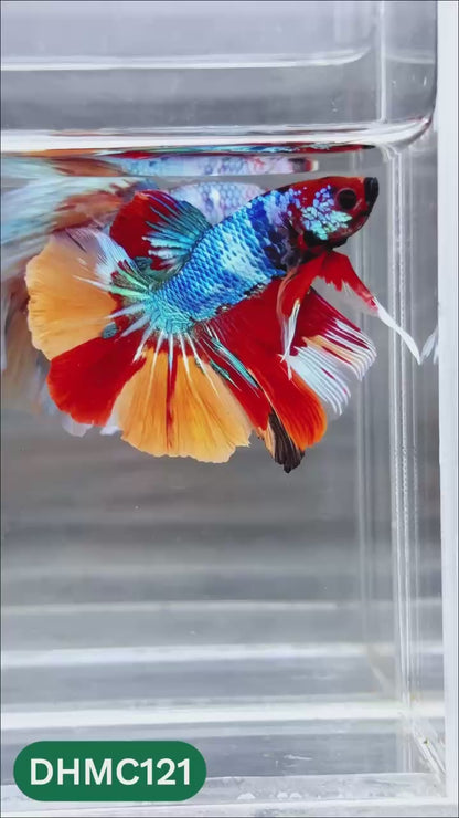 Multicolor Halfmoon Male Betta Fish | Order Directly From Farm | You Pick Fish