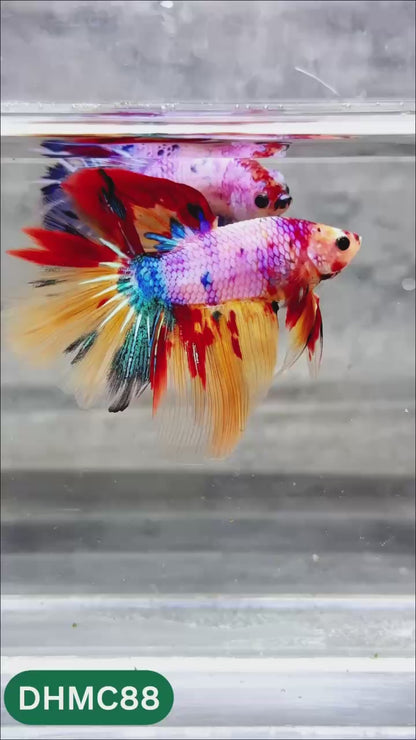 Multicolor Halfmoon Male Betta Fish | Order Directly From Farm | You Pick Fish