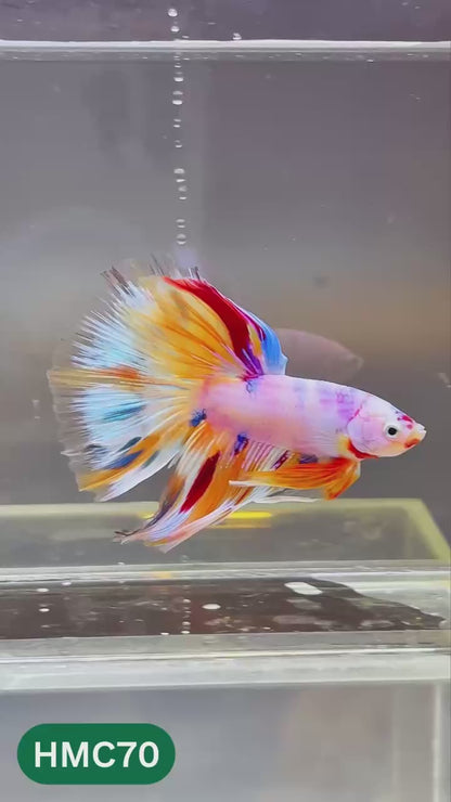Multicolor Halfmoon Male Betta Fish | High Grade | Order Directly From Farm |  You Pick Fish |