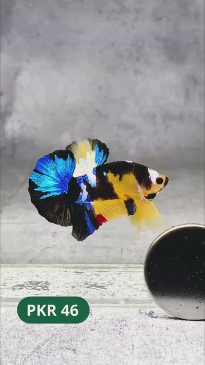 Multicolor Yellow Base Plakat Male Betta Fish | Order Directly From Farm |  You Pick Fish