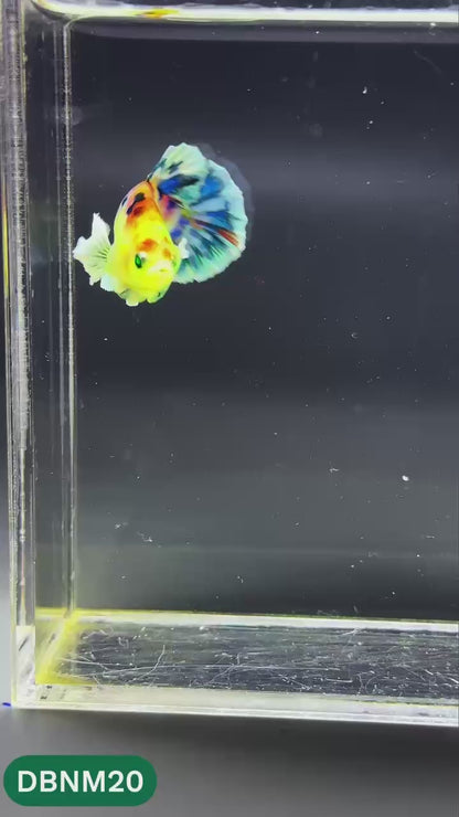 Dumbo Neno Neon Plakat Male Betta Fish | Neon Betta | You Pick Fish