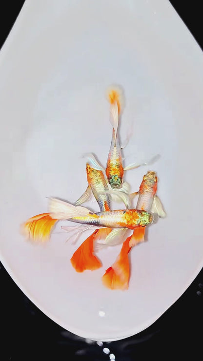 Dumbo Santa Claus Guppy Fish
