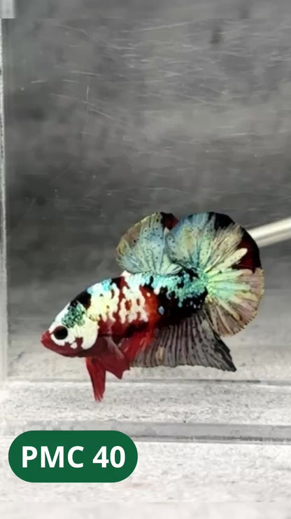 Multicolor Plakat Male Betta Fish |Show Grade|  You Pick Fish
