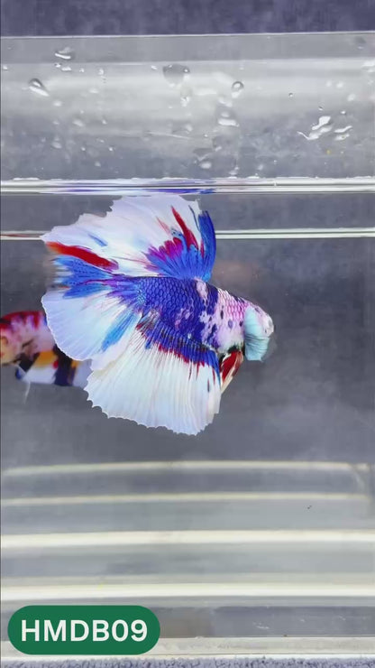 Dumbo Koi Nemo Halfmoon Male Betta | You Pick Fish