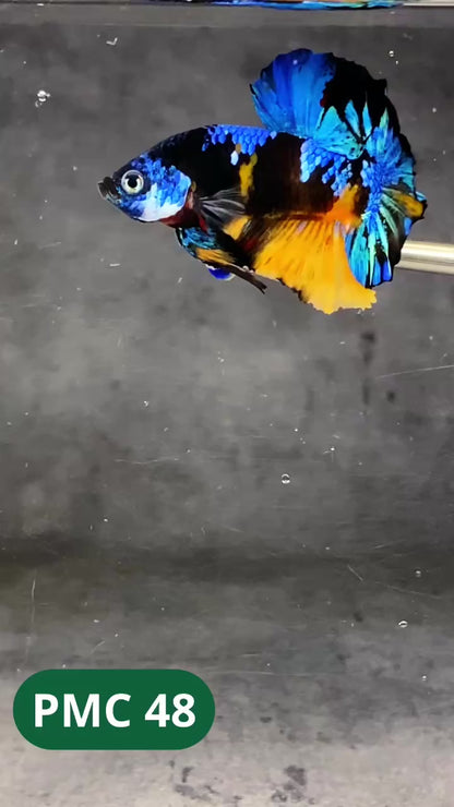 Multicolor Plakat Male Betta Fish |Show Grade|  You Pick Fish