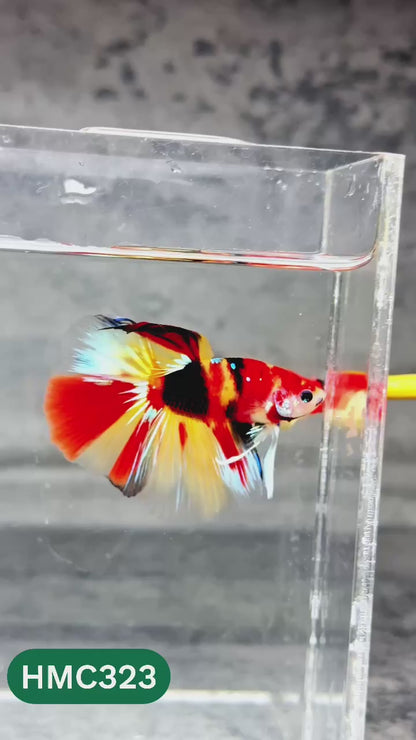 Multicolor Halfmoon Male Betta Fish | High Grade | Order Directly From Farm |  You Pick Fish |