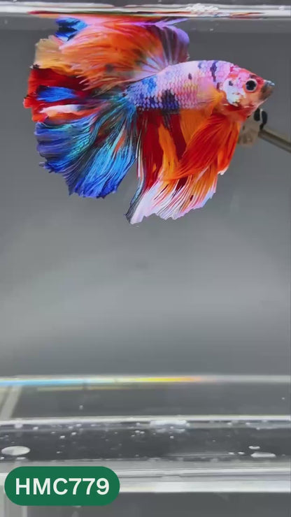 Nemo Halfmoon Male Betta Fish | Order Directly From Farm | You Pick Fish
