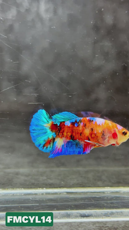 Multicolor Yellow Base Female Betta Fish | You Pick Fish  | High Grade