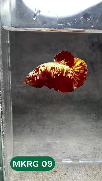 Golden Star Dust Galaxy Plakat Male Betta Fish | Super Rare | You Pick Fish