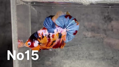 Multicolor Plakat Male Betta Fish |Show Grade|  You Pick Fish