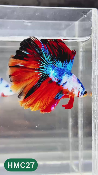 Multicolor Halfmoon Male Betta Fish | High Grade | Order Directly From Farm |  You Pick Fish |