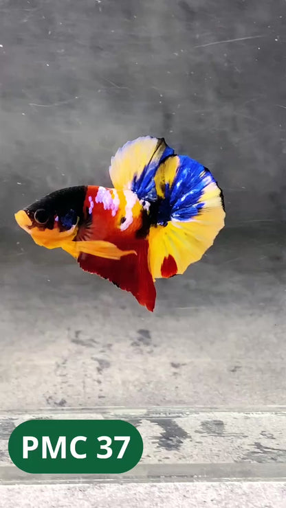Multicolor Plakat Male Betta Fish |Show Grade|  You Pick Fish