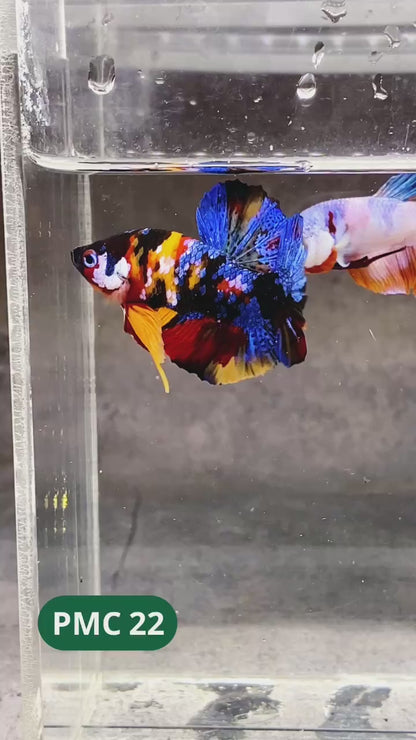 Multicolor Plakat Male Betta Fish |Show Grade|  You Pick Fish