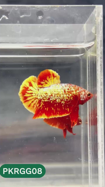 Golden Star Dust Galaxy Plakat Male Betta Fish | Super Rare | You Pick Fish