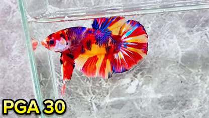 King Giant Plakat Male Betta Fish | You Pick Fish | High Grade