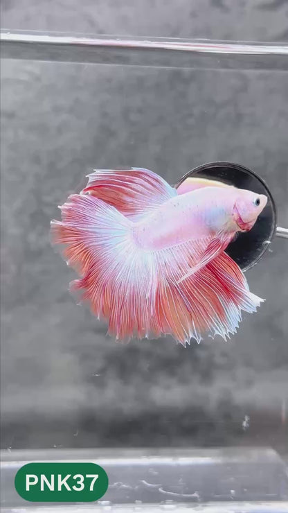 Pink Halfmoon Male Betta Fish | You Pick Fish | Order Directly From Farm