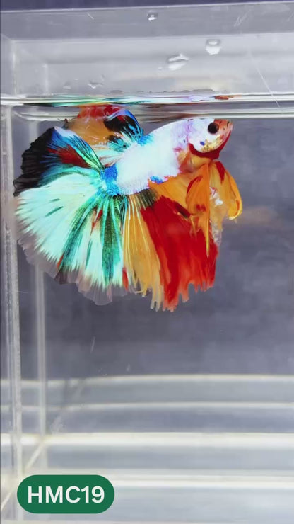 Multicolor Halfmoon Male Betta Fish | Order Directly From Farm | You Pick Fish