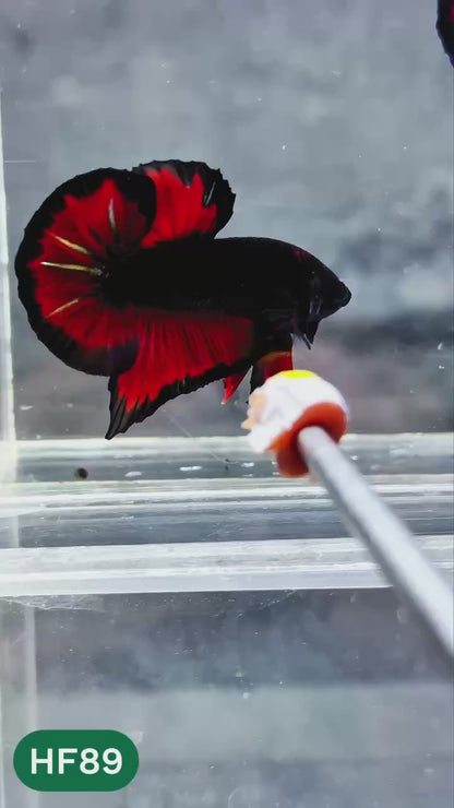 Dark Flame Hellfire Plakat Male Betta Fish | You Pick Fish | Exotic Betta