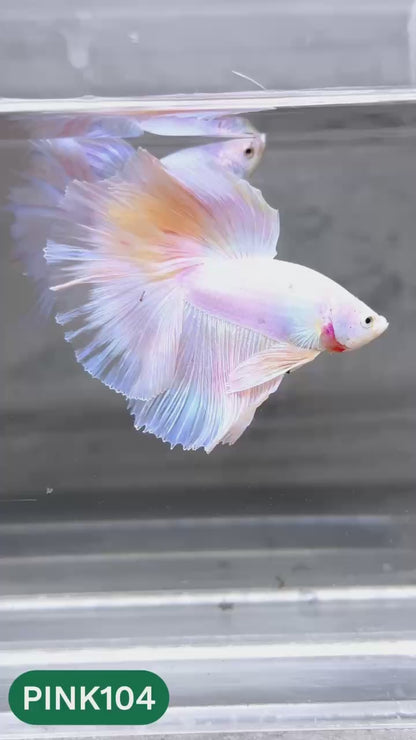 Pink Halfmoon Male Betta Fish | You Pick Fish | Order Directly From Farm