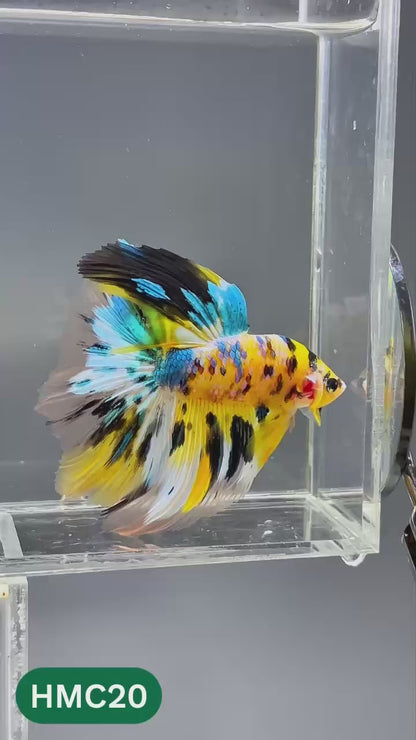 Multicolor Halfmoon Male Betta Fish | High Grade | Order Directly From Farm |  You Pick Fish |