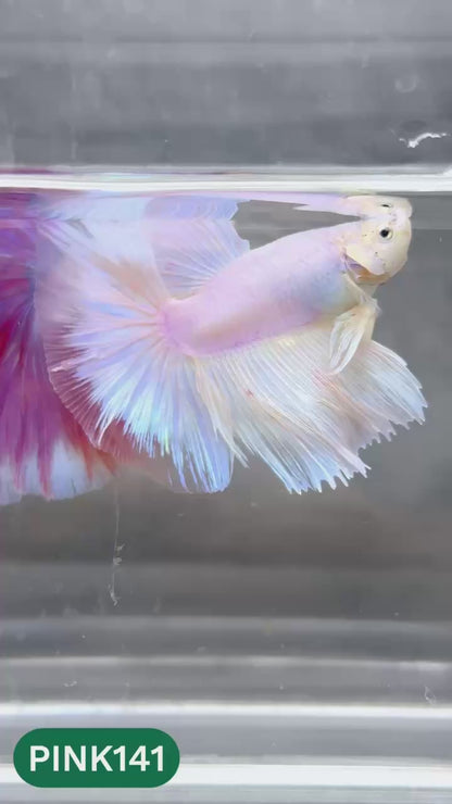 Pink Halfmoon Male Betta Fish | You Pick Fish | Order Directly From Farm